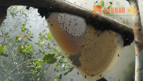 sundarban honey