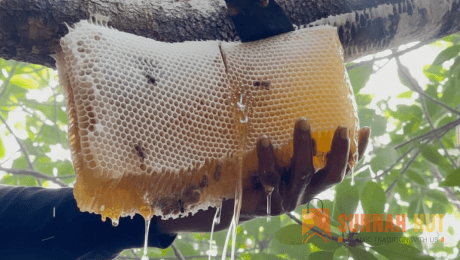 sundarban honey